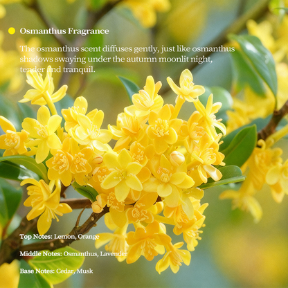 Golden Osmanthus scent profile featuring fresh yellow flowers, highlighting notes of lemon, lavender, and musk for home fragrance.