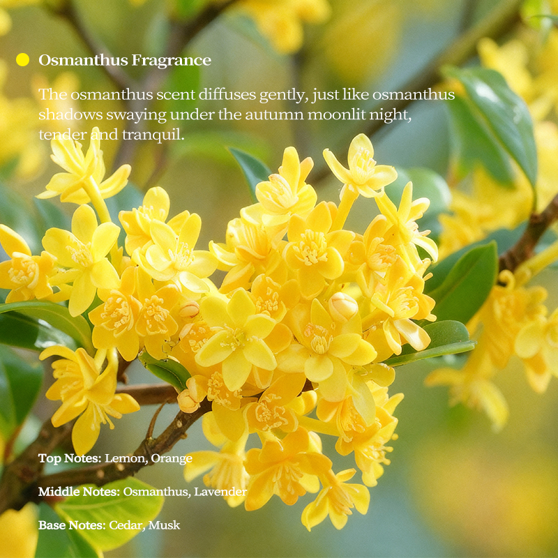 Golden Osmanthus scent profile featuring fresh yellow flowers, highlighting notes of lemon, lavender, and musk for home fragrance.